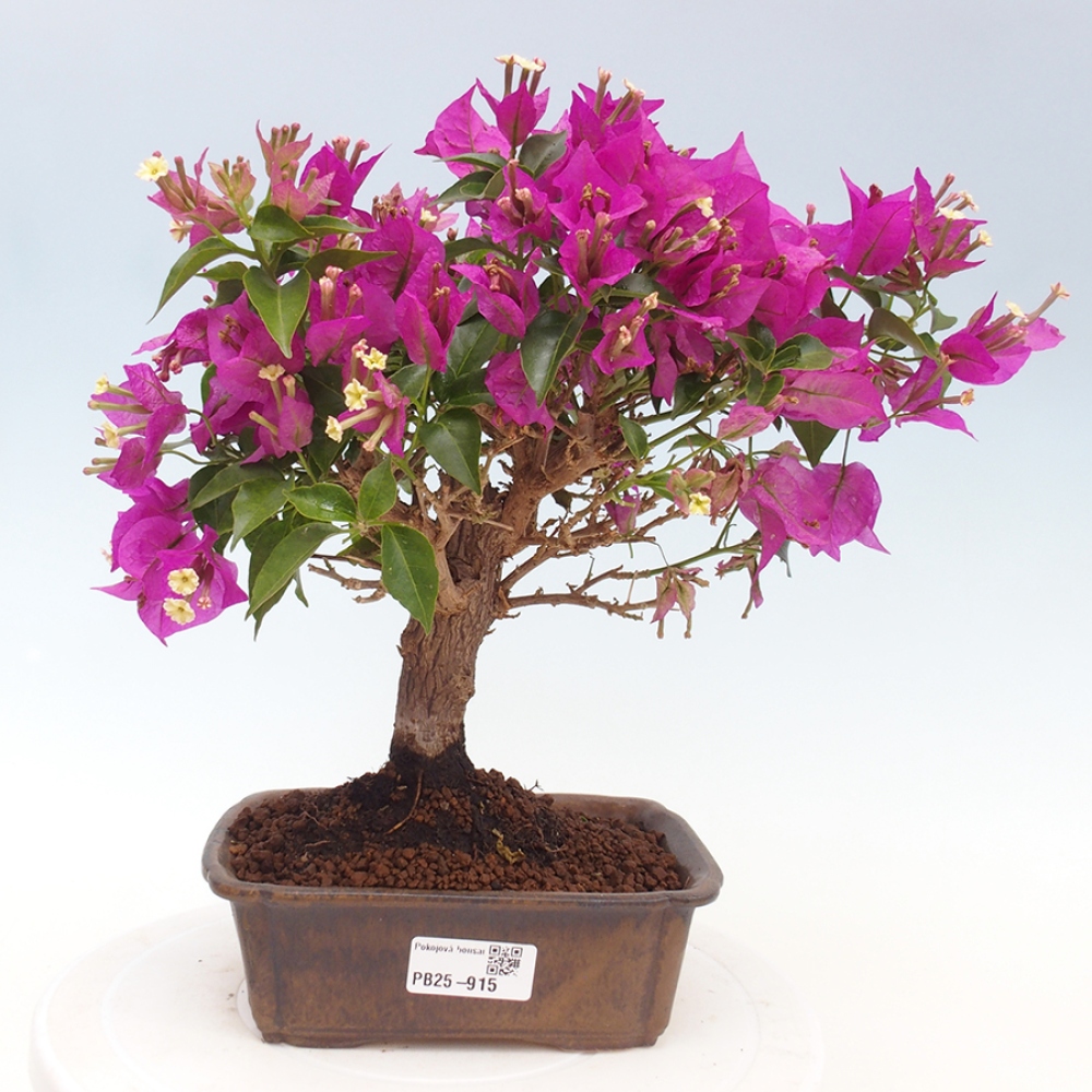 Pokojová bonsai - Bouganwilea