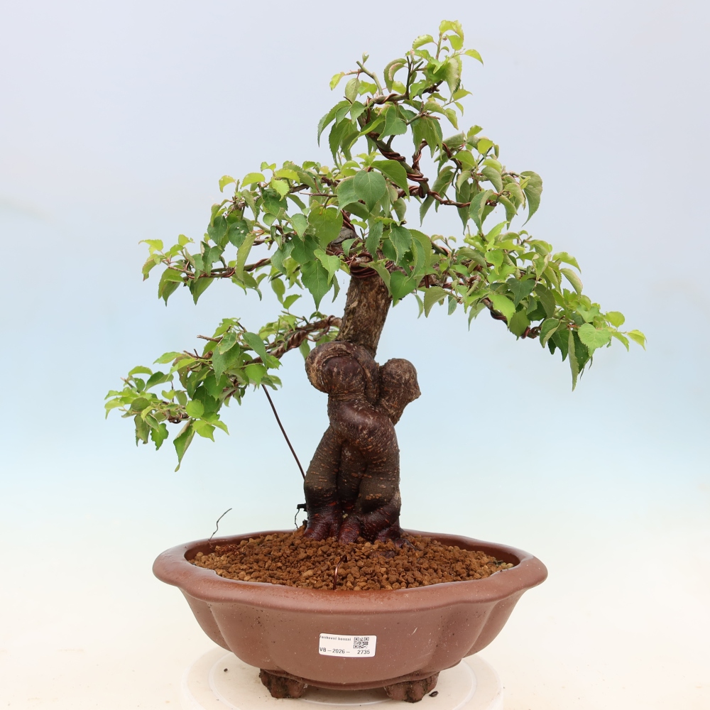 Venkovní bonsai -Japonská meruňka - Prunus Mume