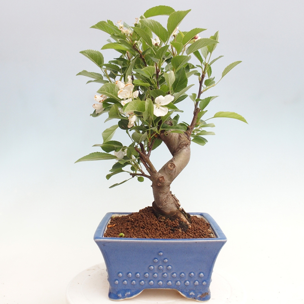 Venkovní bonsai -Malus halliana - Maloplodá jabloň