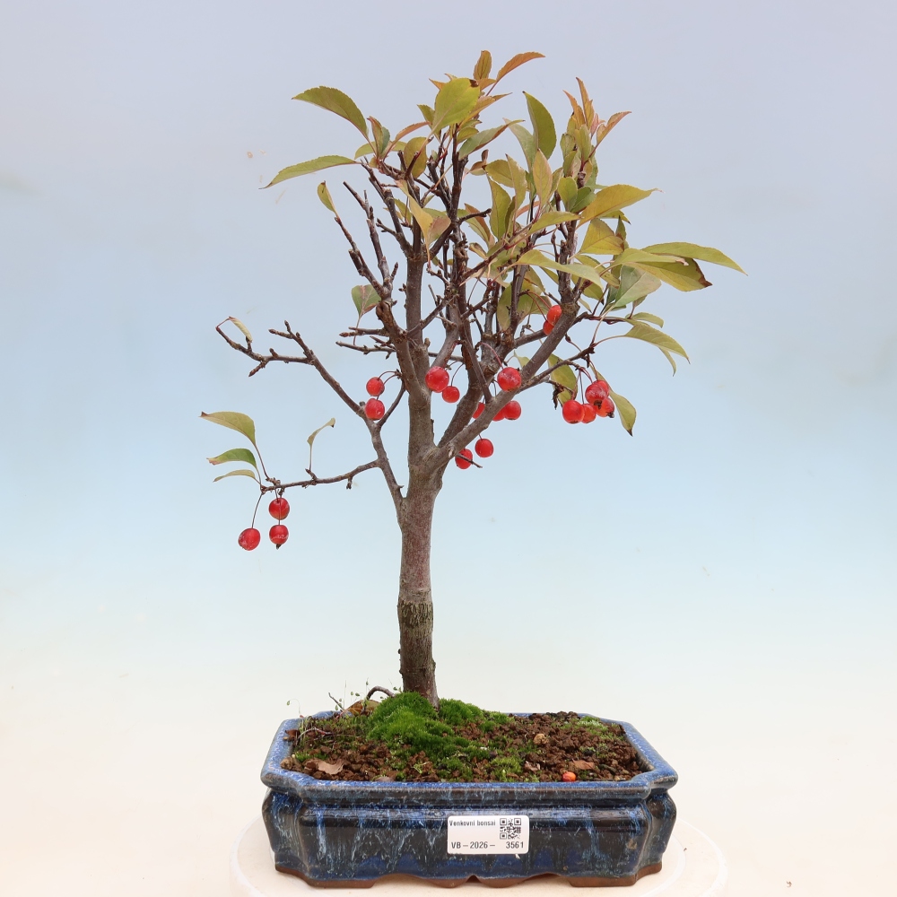 Venkovní bonsai -Malus domestica - Maloplodá jabloň červenolistá