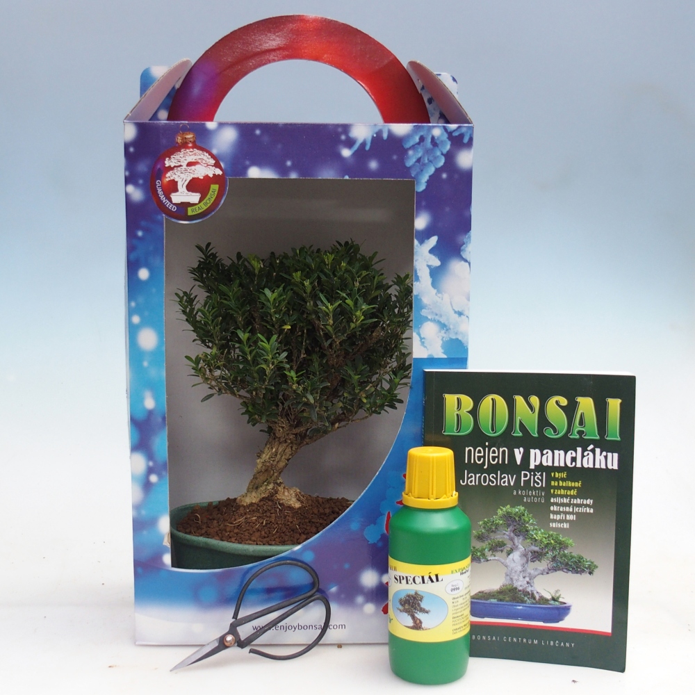Pokojová bonsai v dárkové krabičce Buxus harlandii -korkový buxus