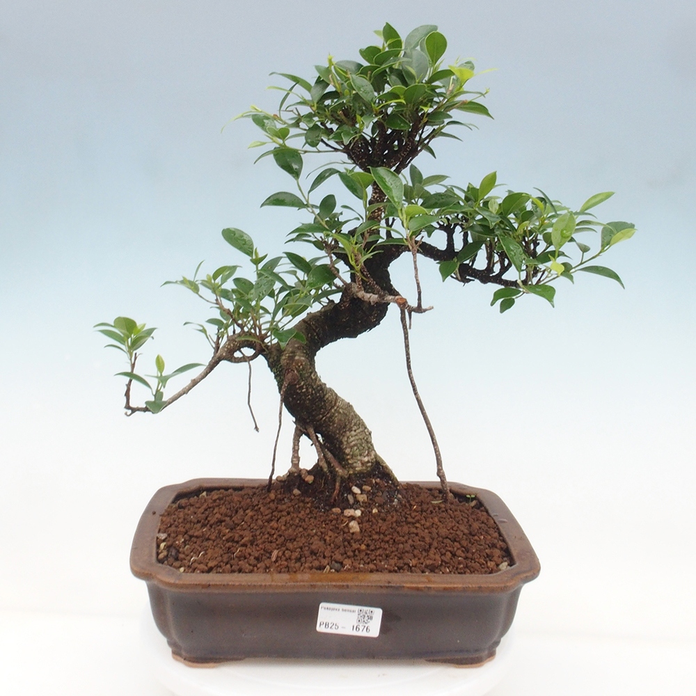 Pokojová bonsai - Ficus kimmen -  malolistý fíkus