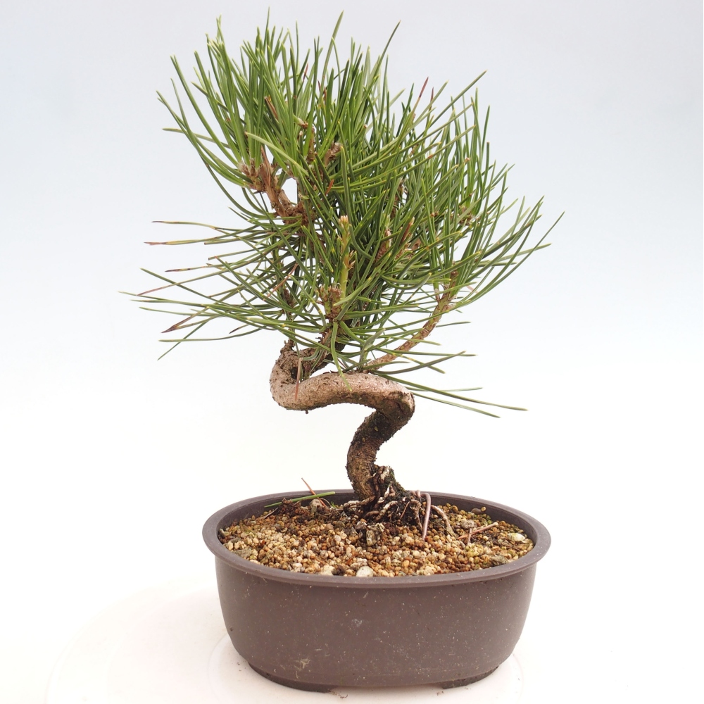 Venkovní bonsai - Pinus thunbergii - Borovice thunbergova