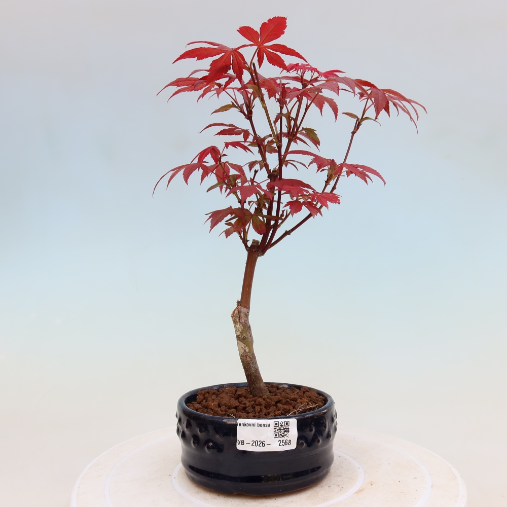 Venkovní bonsai - Acer palm. Atropurpureum-Javor dlanitolistý