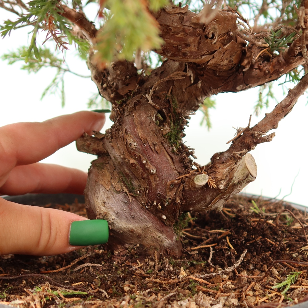 Venkovní bonsai - Juniperus chinensis Itoigawa-Jalovec čínský