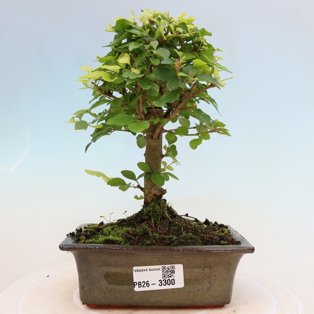Pokojová bonsai -Ligustrum chinensis - Ptačí zob