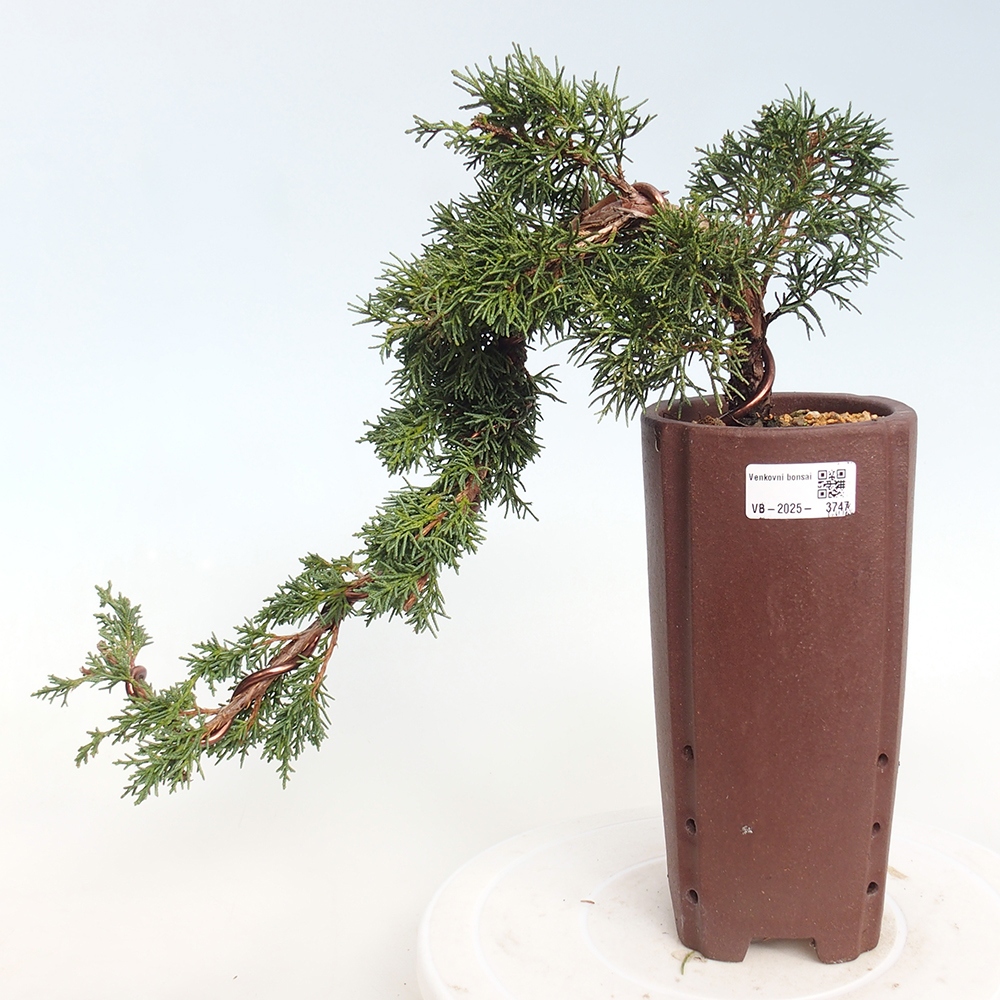 Venkovní bonsai - Juniperus chinensis Kishu -Jalovec čínský