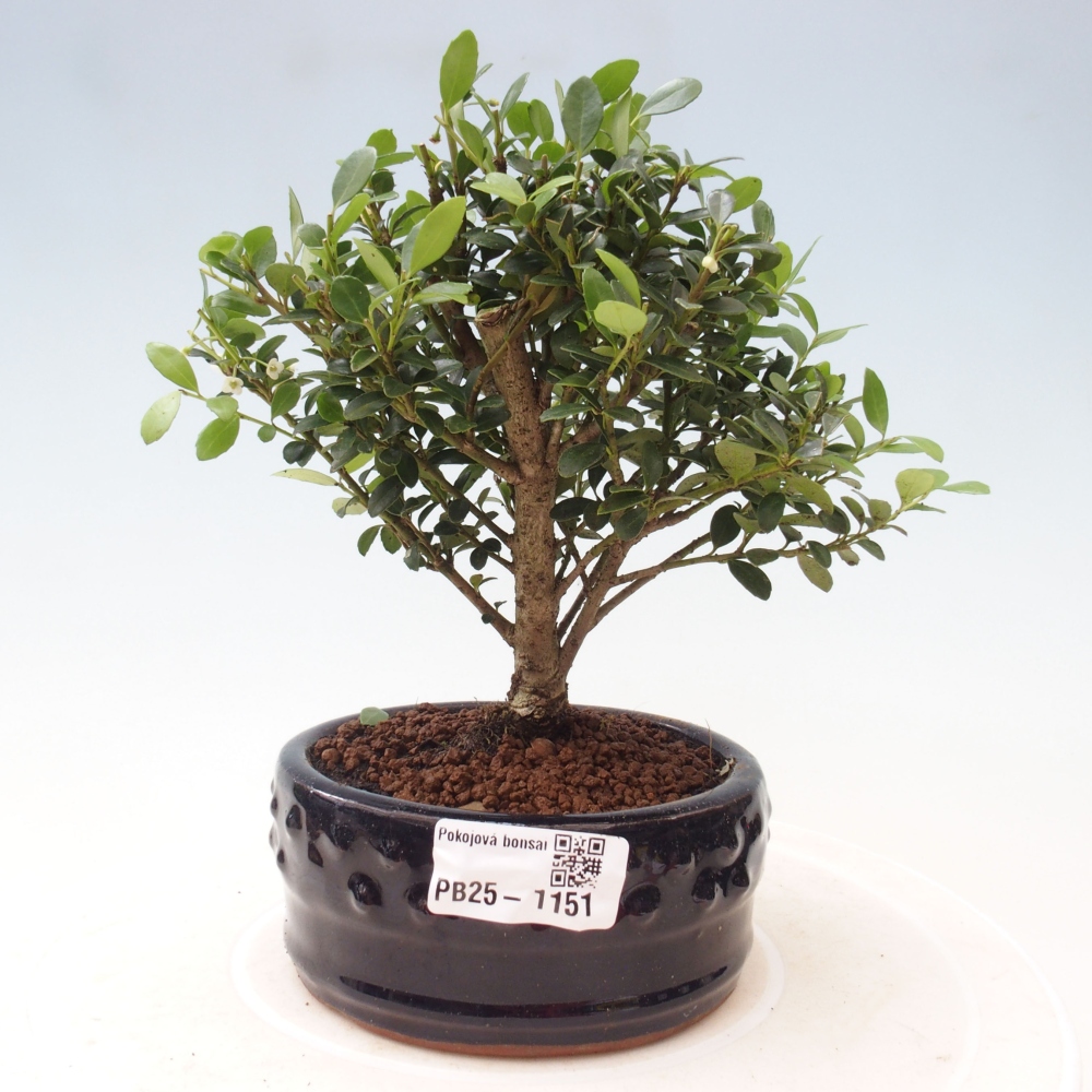 Pokojová bonsai - Ilex crenata - Cesmína