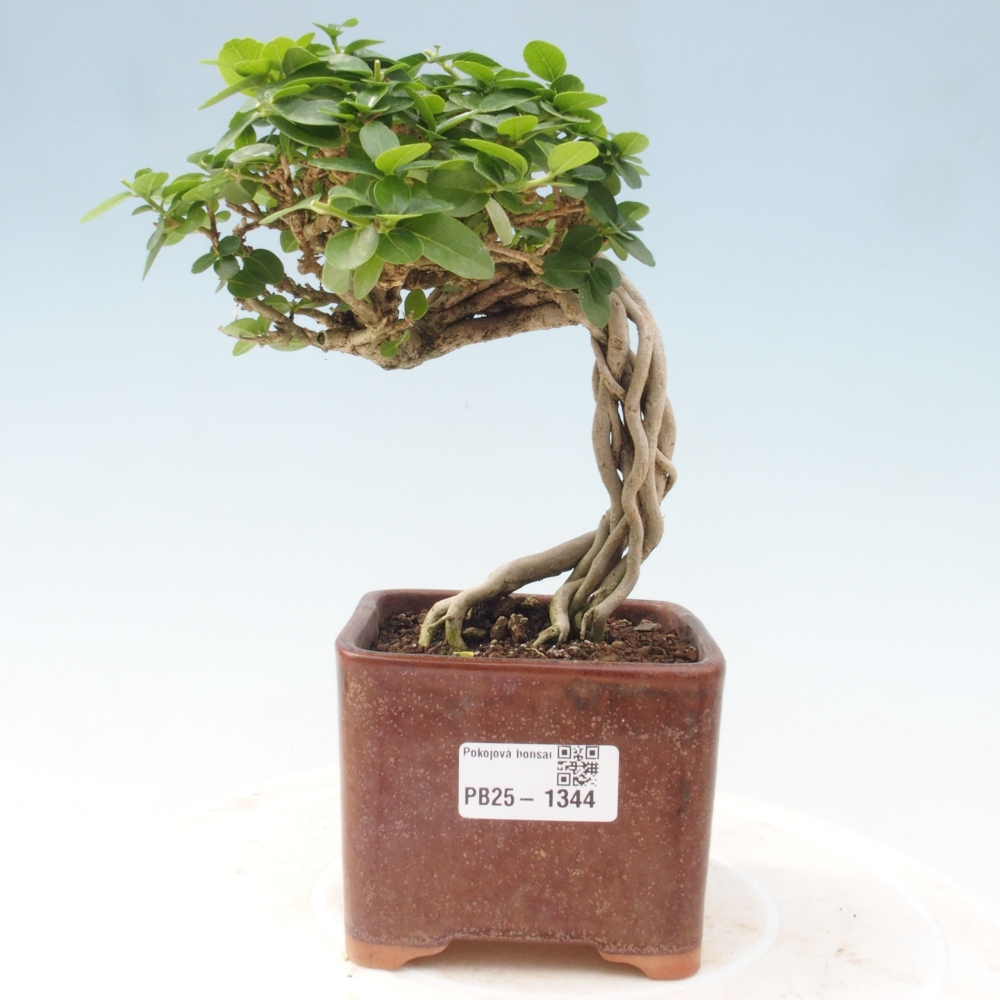 Pokojová bonsai - Premna serratifolia  - Kozlovoň malolistá