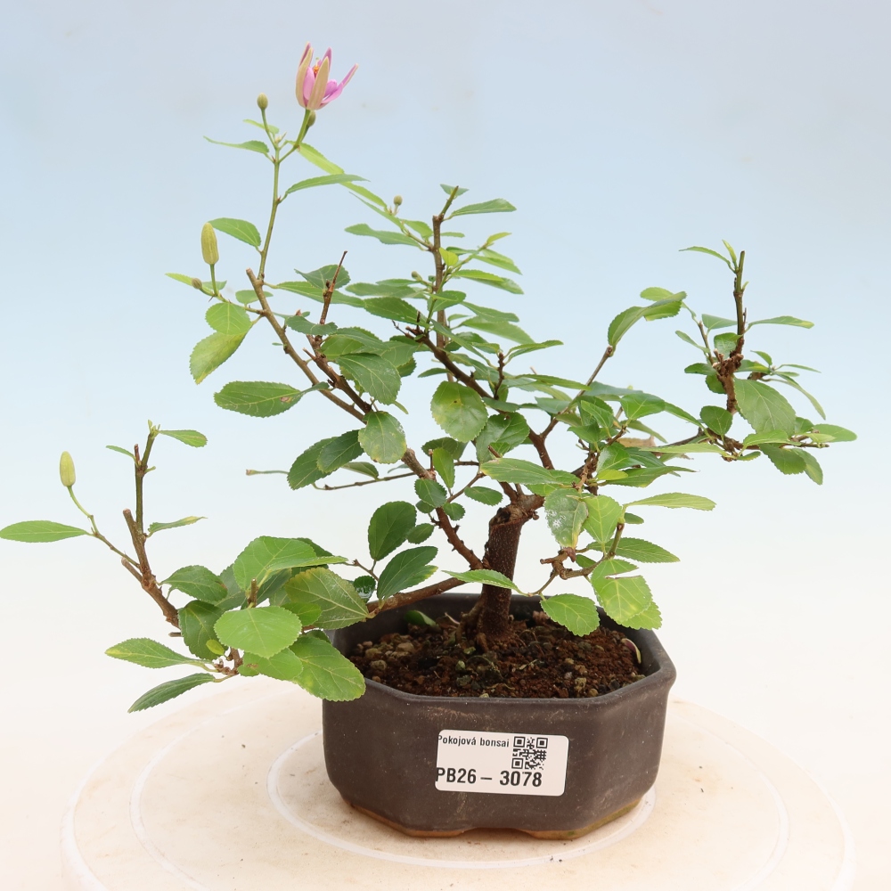 Pokojová bonsai-Grewia occidentalis- Hvězdice lavandulová