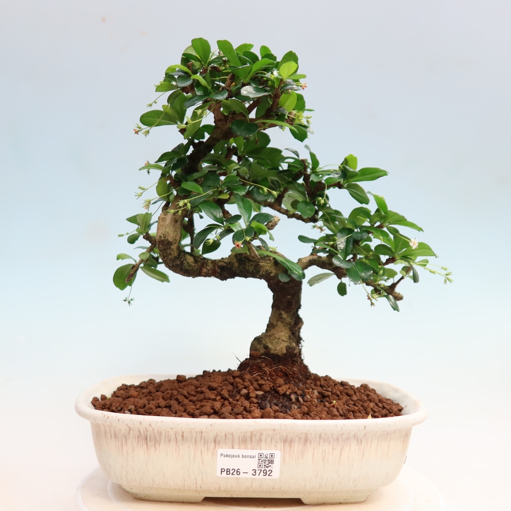 Pokojová bonsai - Carmona macrophylla - Čaj fuki