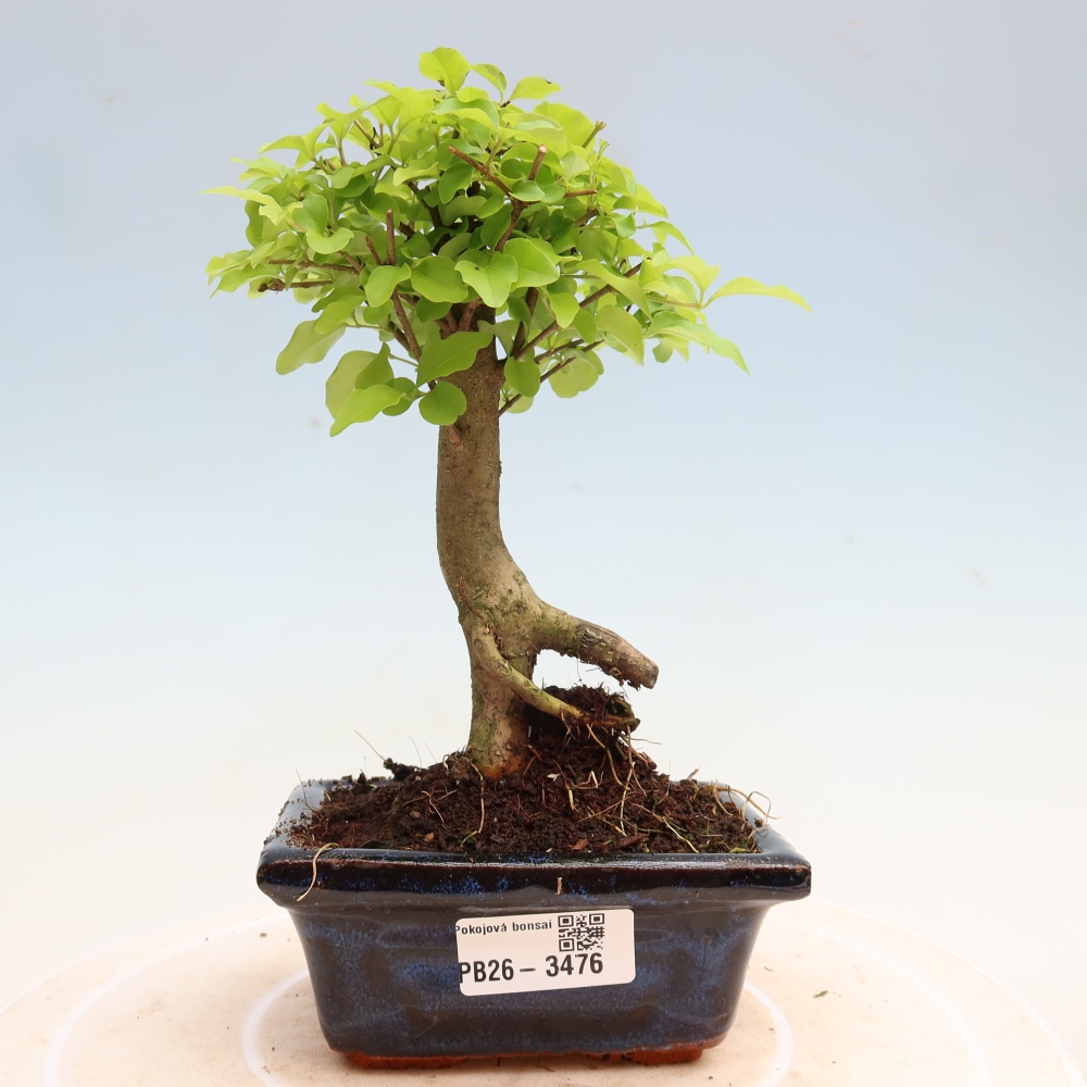 Pokojová bonsai -Ligustrum chinensis - Ptačí zob