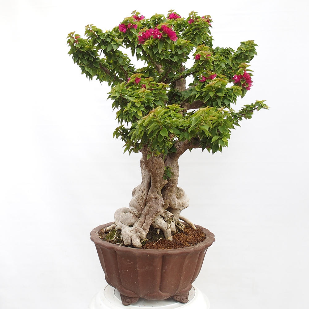 Pokojová bonsai - Bouganwilea