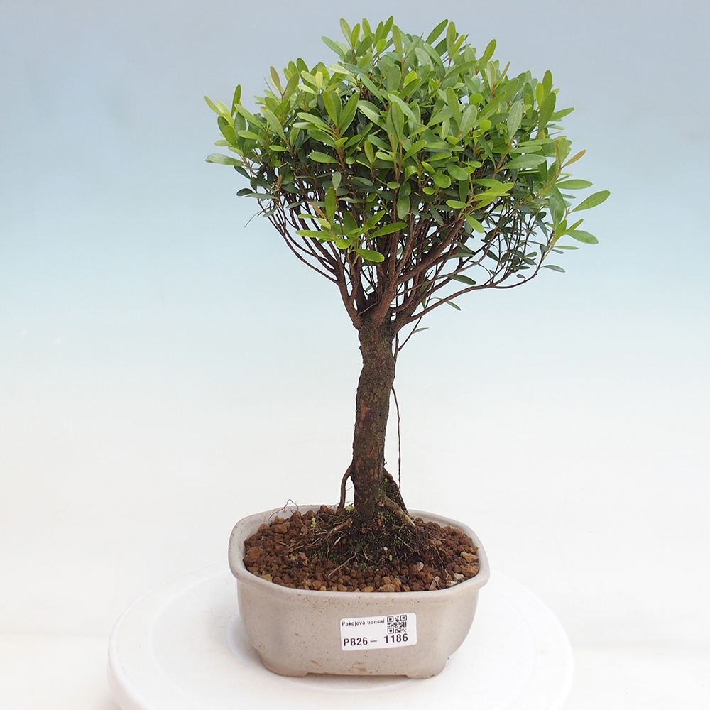 Pokojová bonsai - Syzygium - Pimentovník
