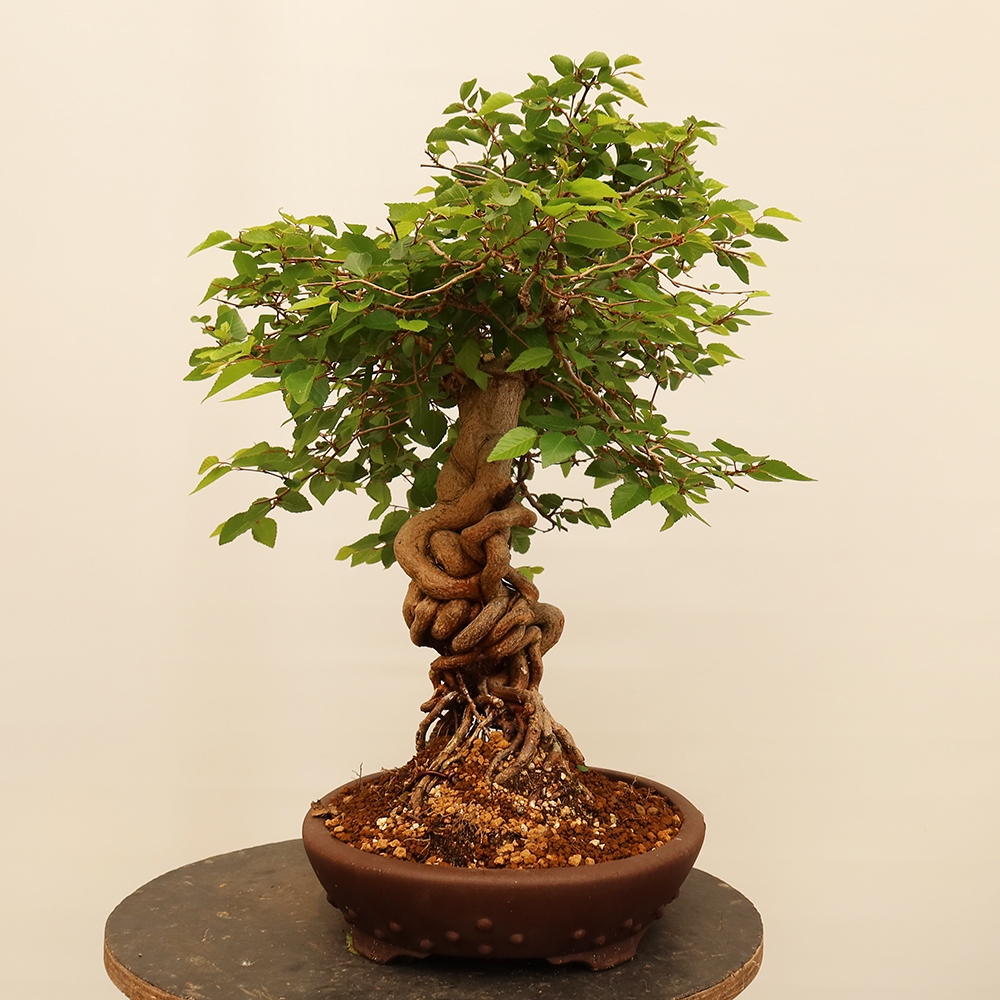 Venkovní bonsai -Carpinus Coreana - Habr korejský