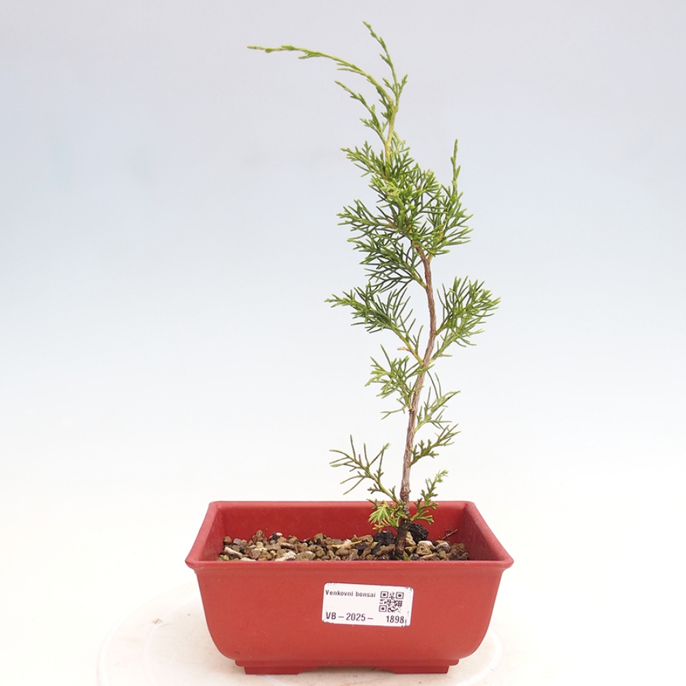 Venkovní bonsai - Juniperus chinensis Itoigawa -Jalovec čínský