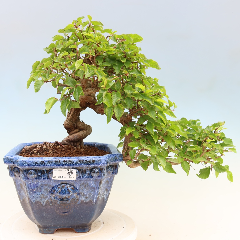 Venkovní bonsai -Carpinus Coreana - Habr korejský