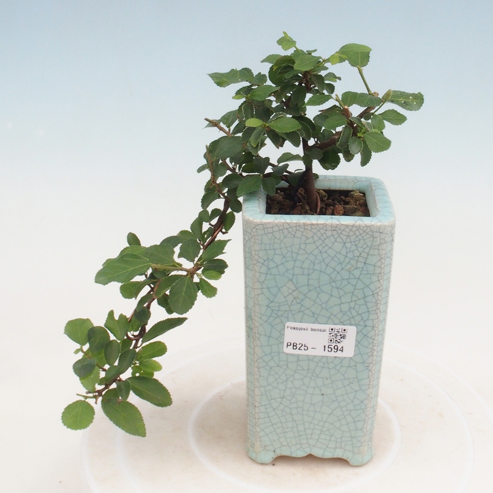 Pokojová bonsai - Grewia occidentalis - Hvězdice levandulová