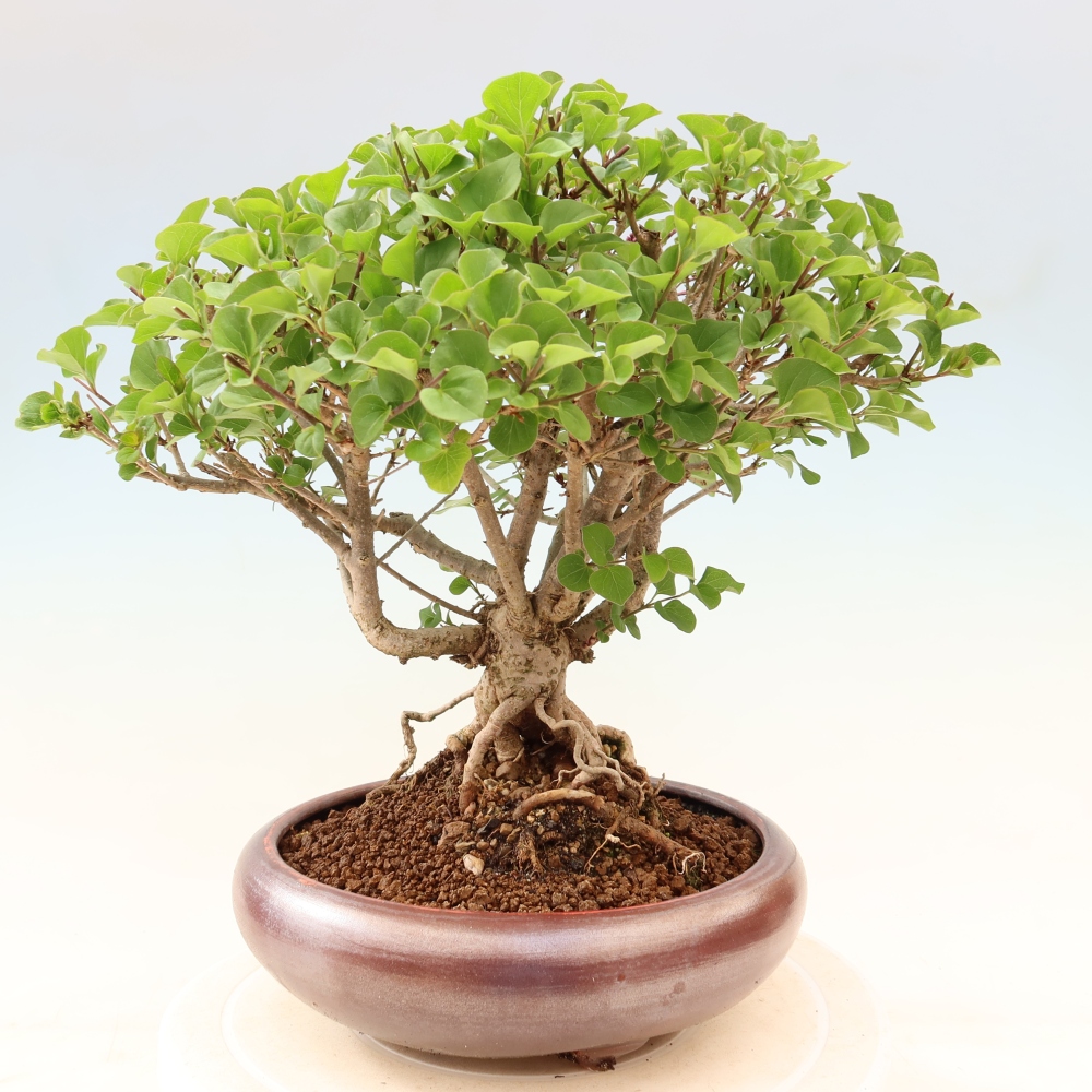 Venkovní  bonsai -  Syringa microphylla - malokvětý šeřík