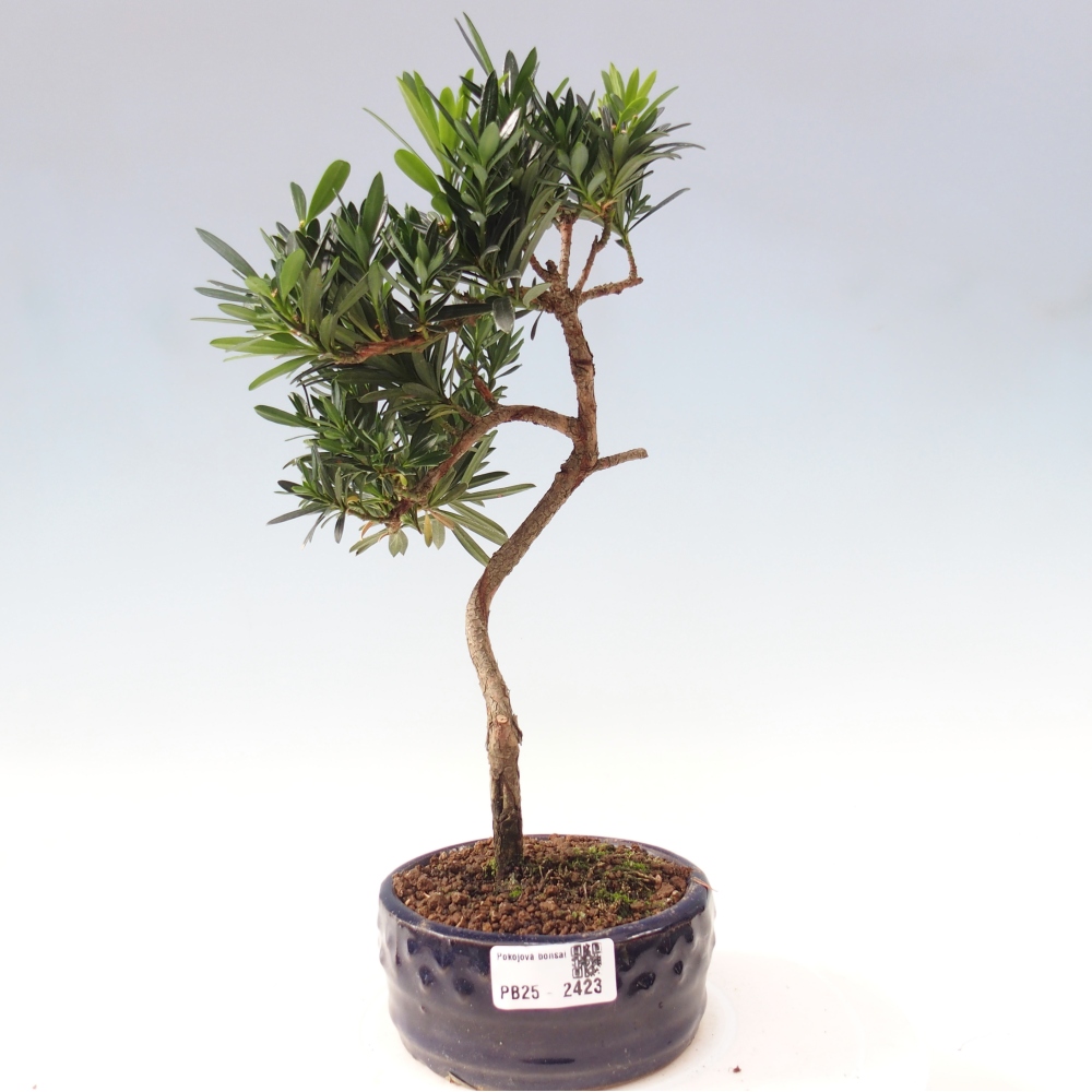 Pokojová bonsai - Podocarpus - Kamenný tis