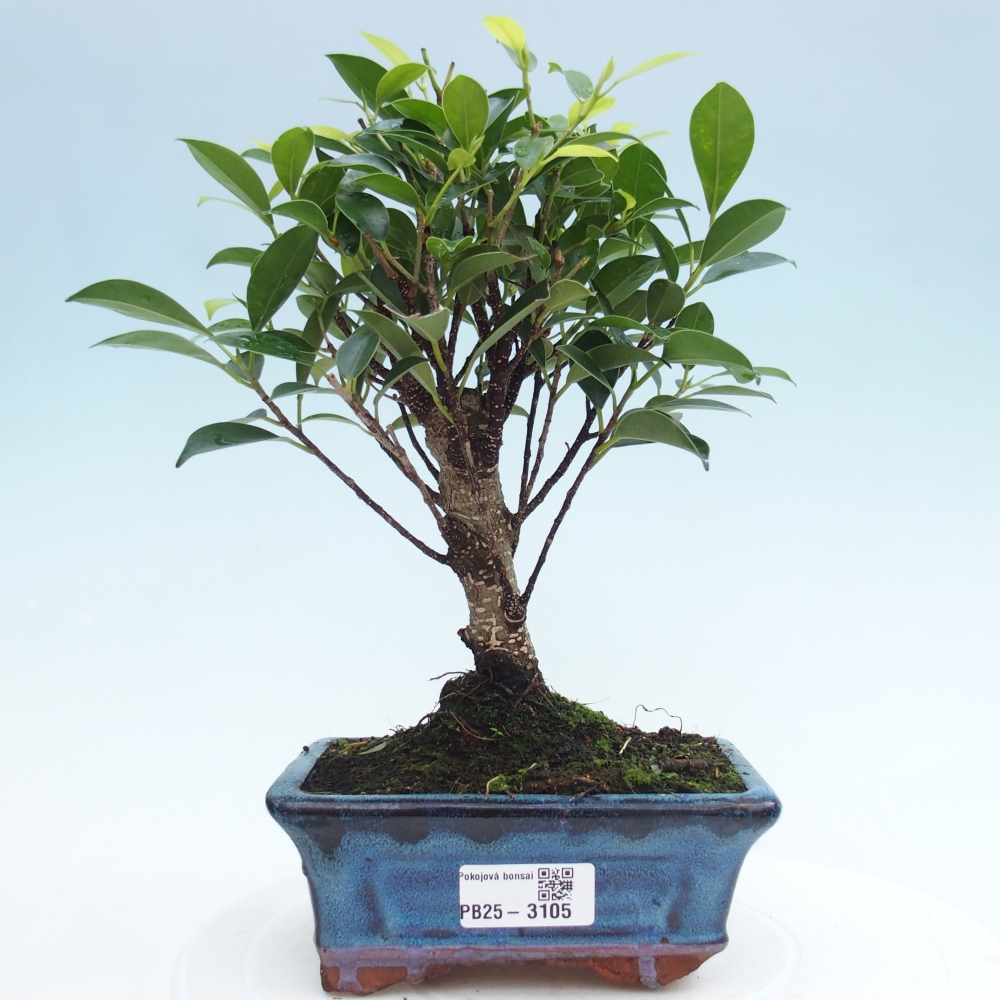 Pokojová bonsai - Ficus retusa -  malolistý fíkus