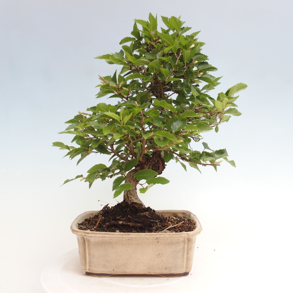 Venkovní bonsai -Carpinus CARPINOIDES - Habr korejský