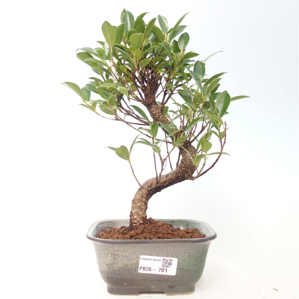Pokojová bonsai - Ficus retusa -  malolistý fíkus