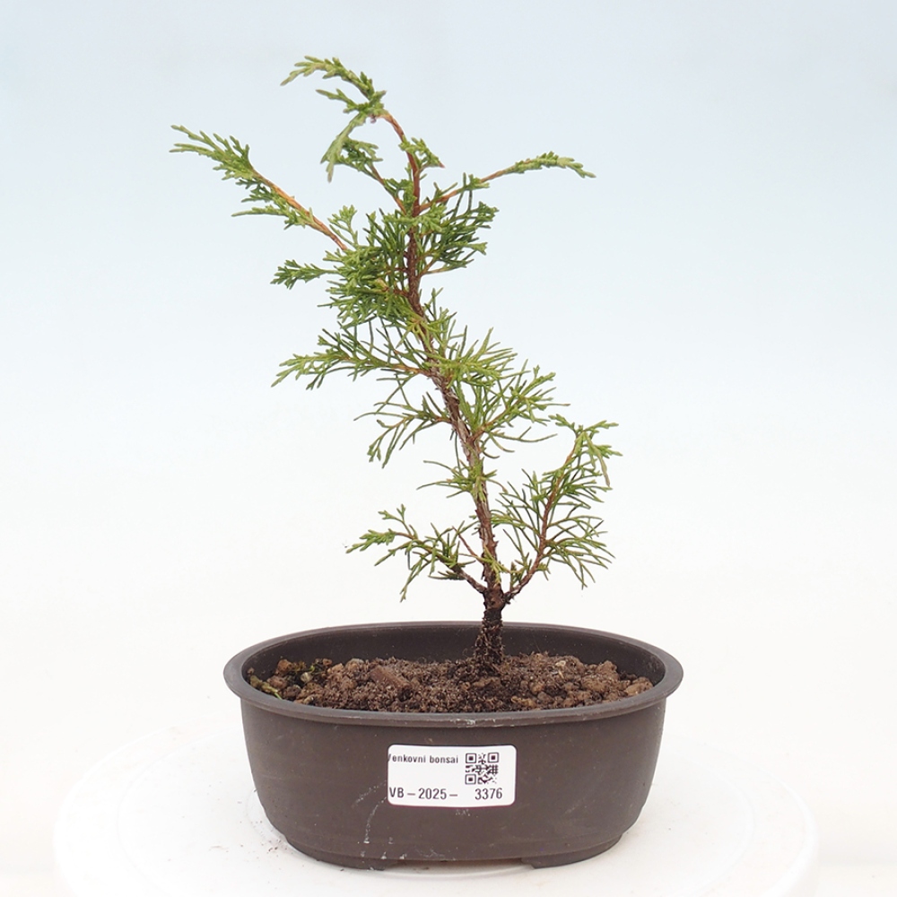 Venkovní bonsai - Juniperus chinensis Itoigawa -Jalovec čínský