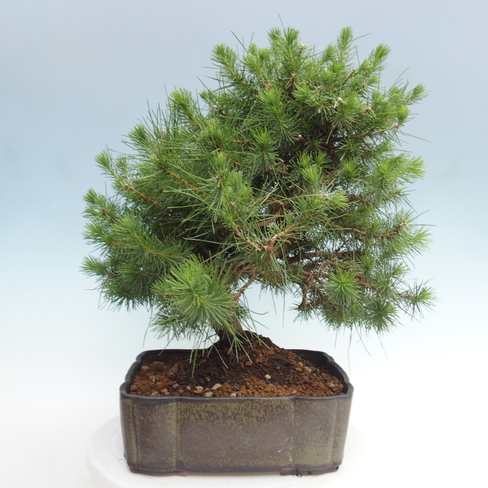 Pokojová bonsai-Pinus halepensis-Borovice alepská