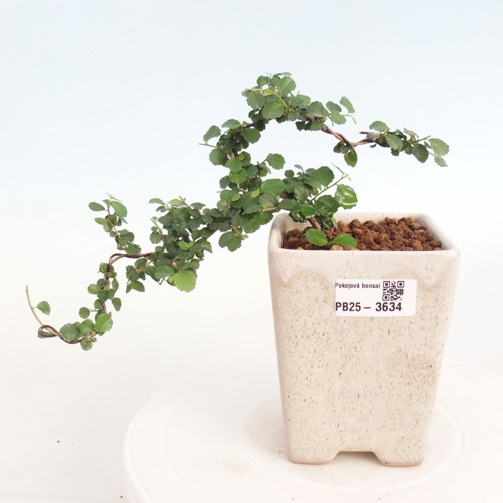 Pokojová bonsai - Grewia sp. - Grewie malolistá