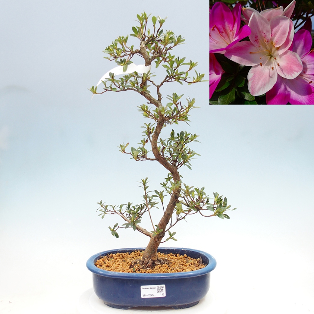 Venkovní bonsai - Japonská azalka - Azalea MURASAKI