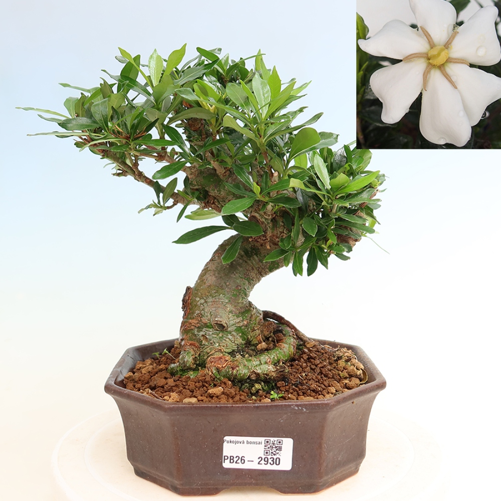 Pokojová bonsai - Gardenia jasminoides-Gardenie