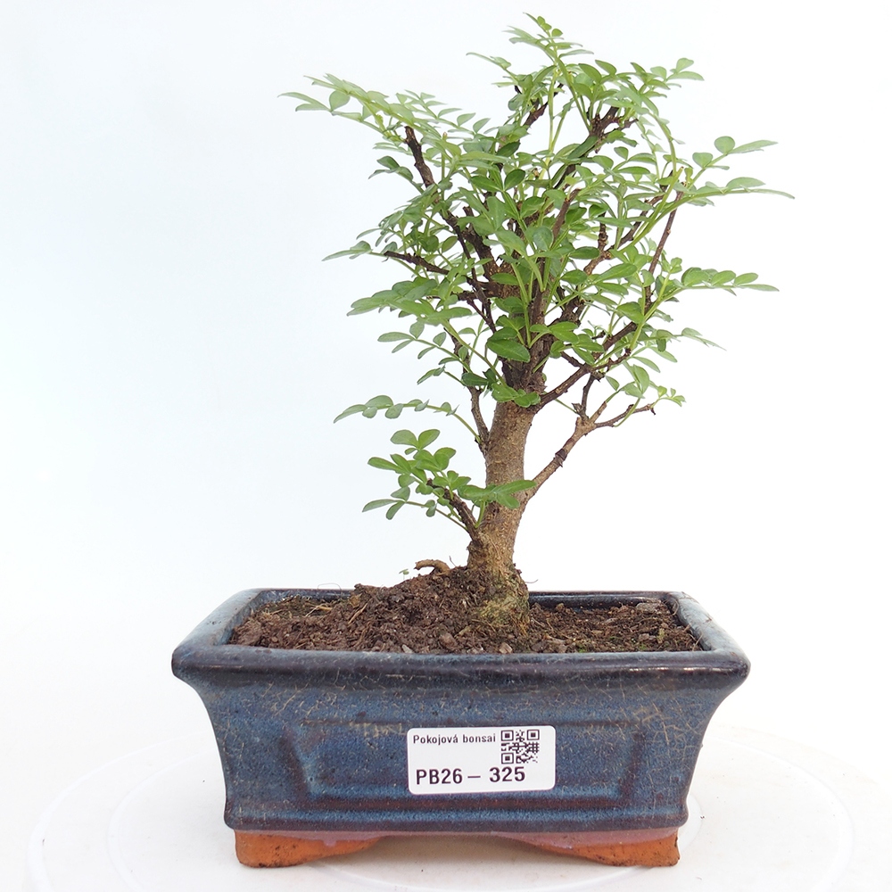 Pokojová bonsai - Zantoxylum piperitum - pepřovník