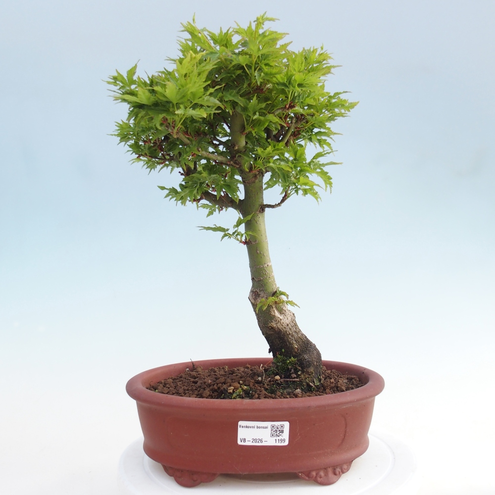 Venkovní bonsai -Javor dlanitolistý Acer palmatum Shishigashira