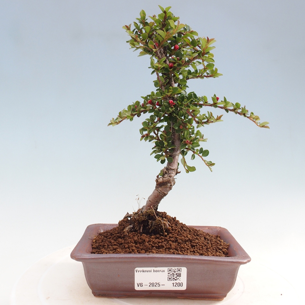 Venkovní bonsai-Cotoneaster horizontalis - Skalník