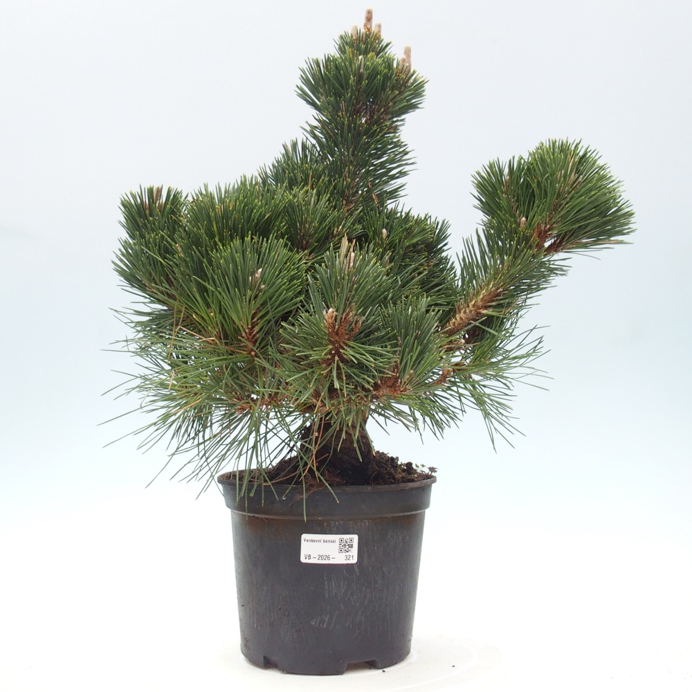 Venkovní bonsai - Pinus thunbergii senjyumaru - Borovice thunbergova