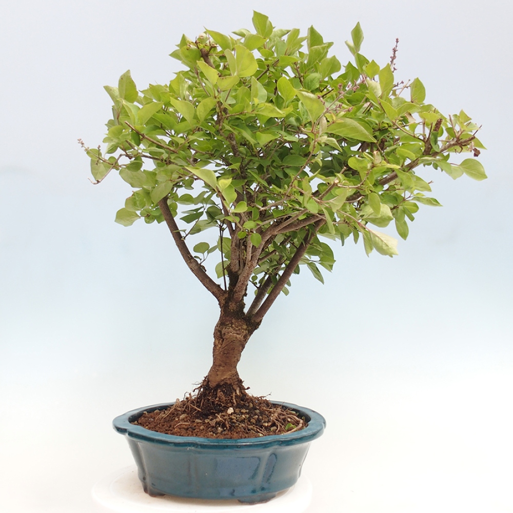 Venkovní bonsai - Syringa Meyeri Palibin - Šeřík Meyerův