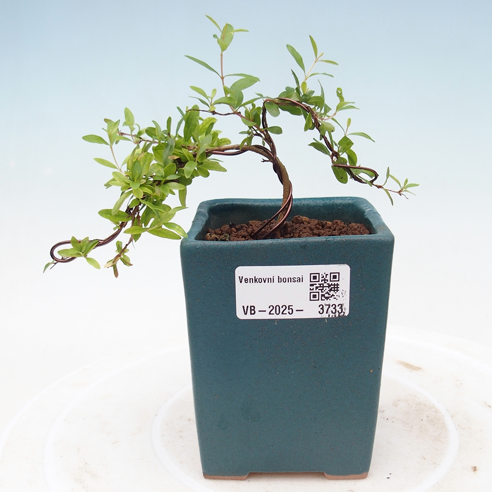 Pokojová bonsai-PUNICA granatum nana-Granátové jablko