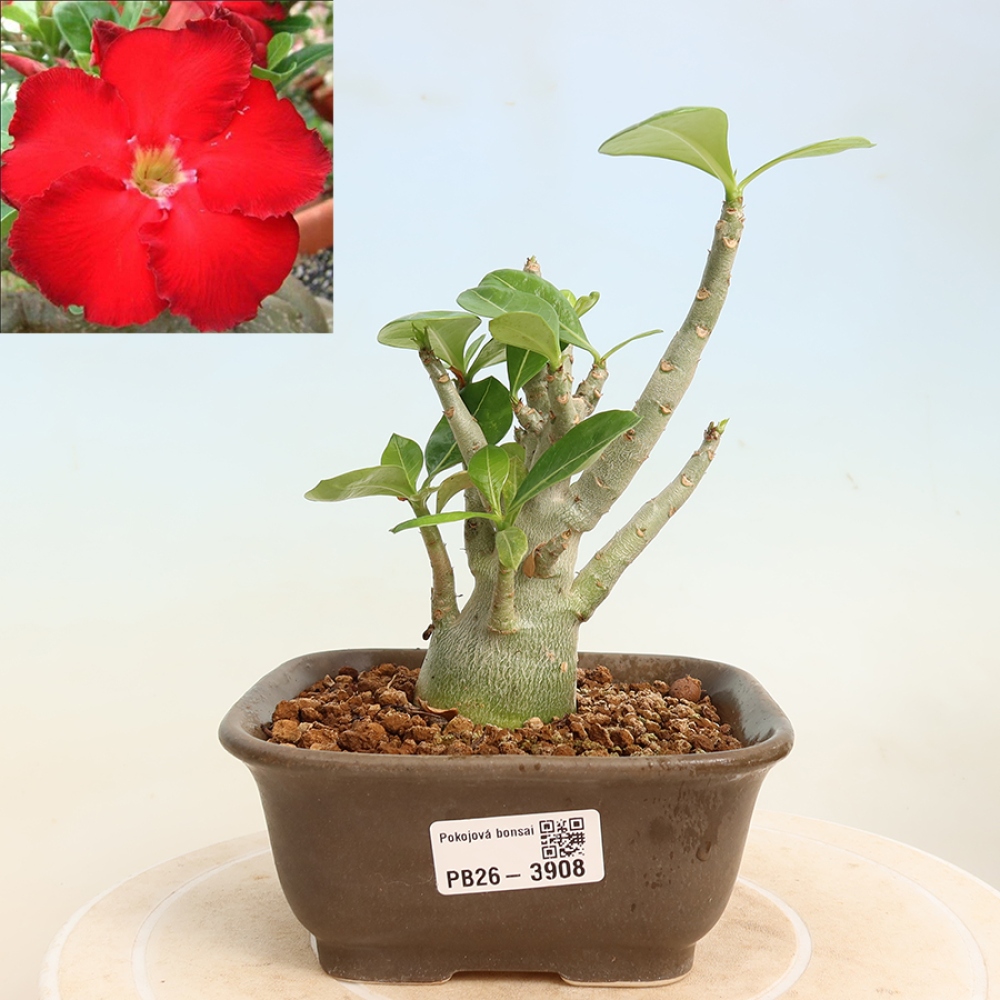Pokojová bonsai - Adenium obesum Red Star - Pouštní růže