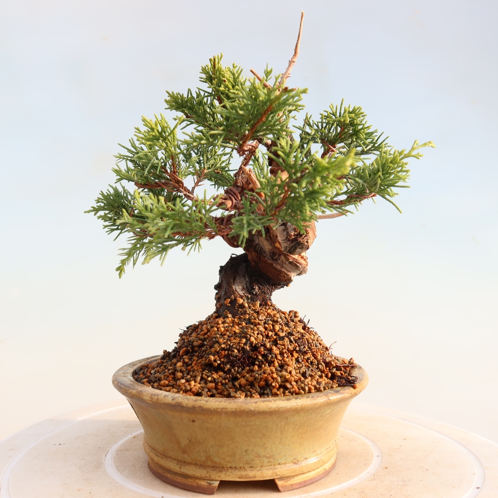 Venkovní bonsai - Juniperus chinensis Itoigawa -Jalovec čínský