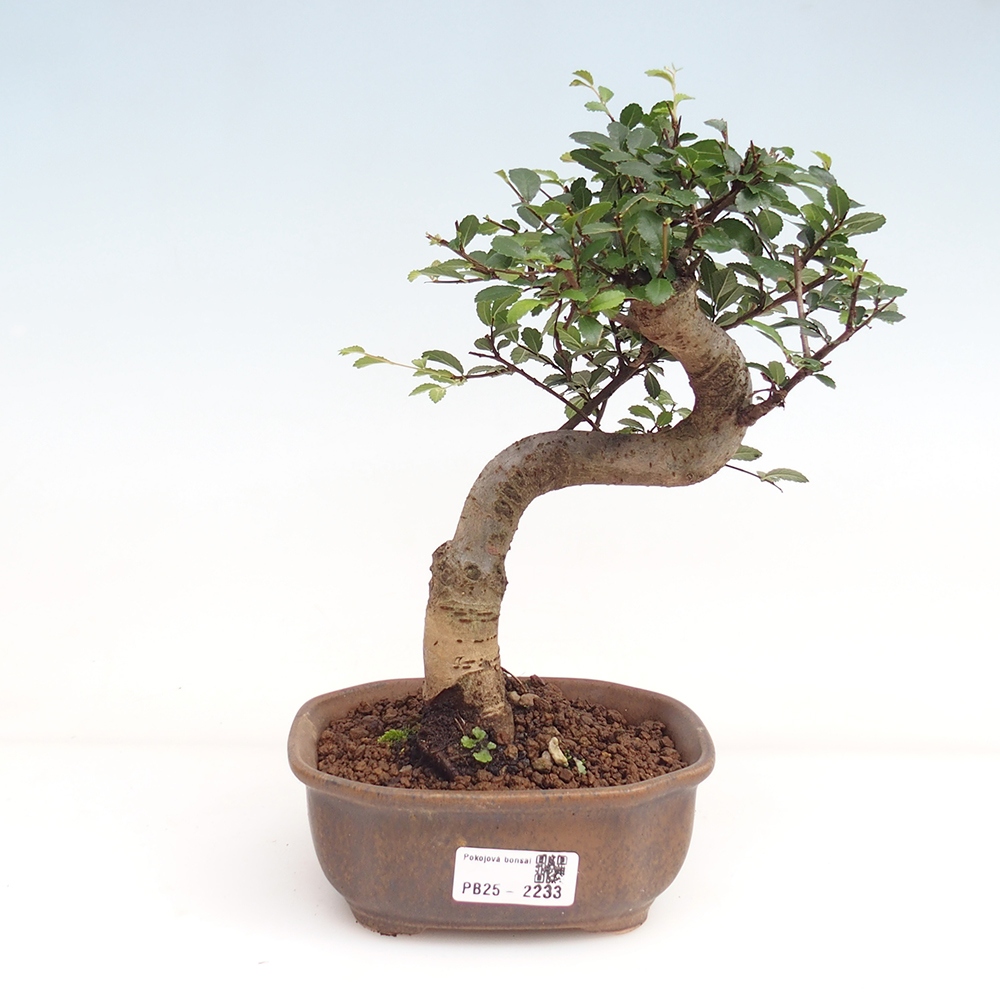 Pokojová bonsai-Malolistý jilm 