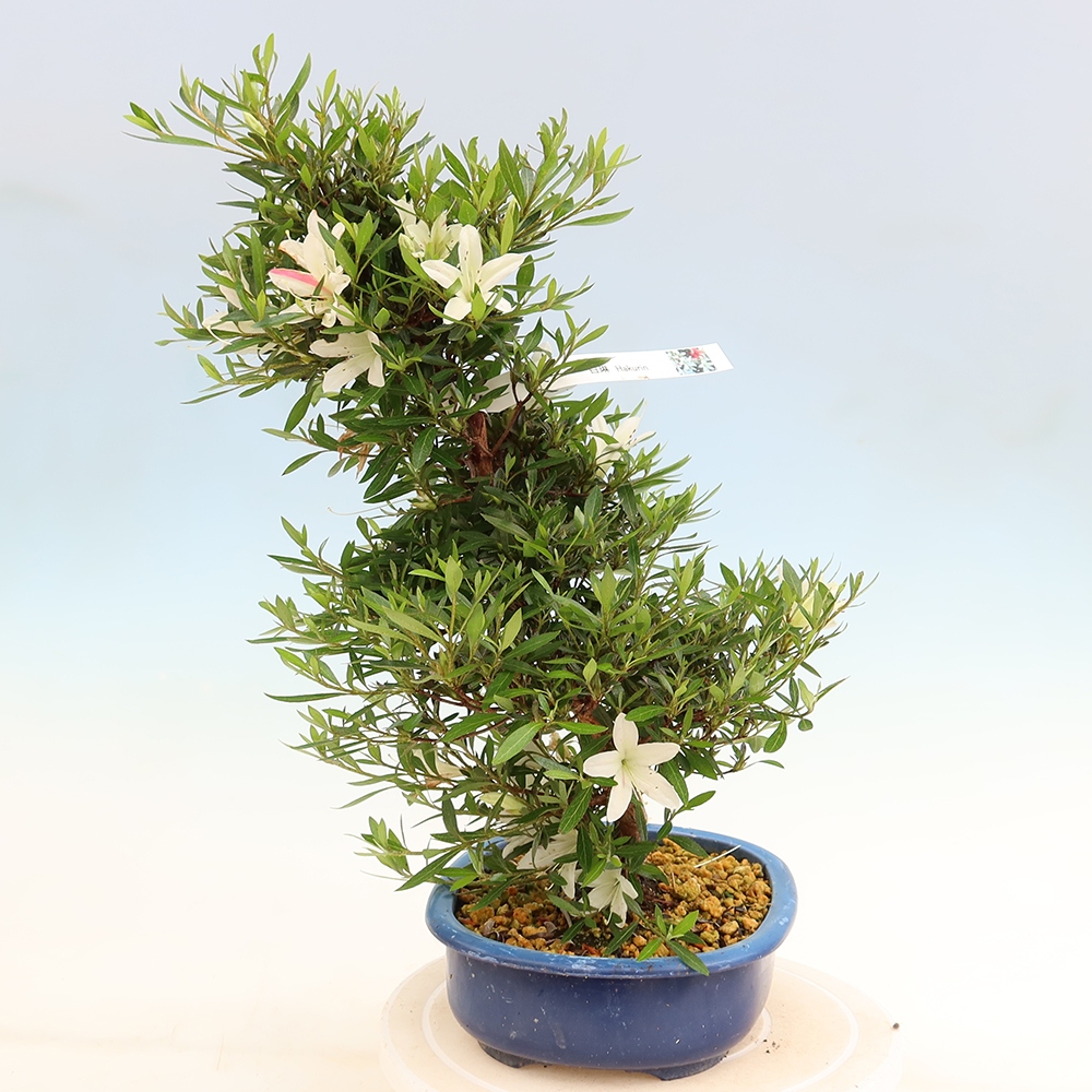 Venkovní bonsai - Japonská azalka - Azalea Hakurin