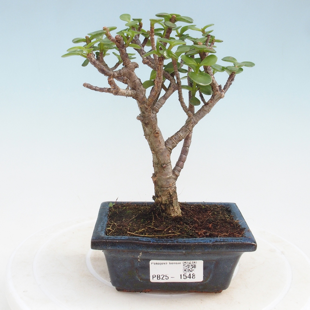 Pokojová bonsai - Portulakaria Afra - Tlustice