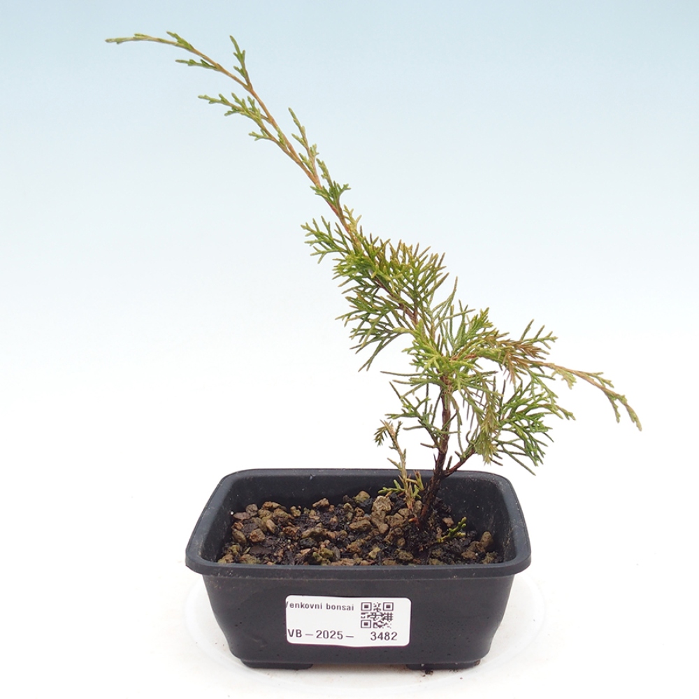 Venkovní bonsai - Juniperus chinensis Itoigawa -Jalovec čínský