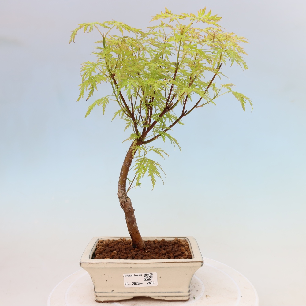 Venkovní bonsai - Acer palmatum Dissectum - Javor dlanitolistý 