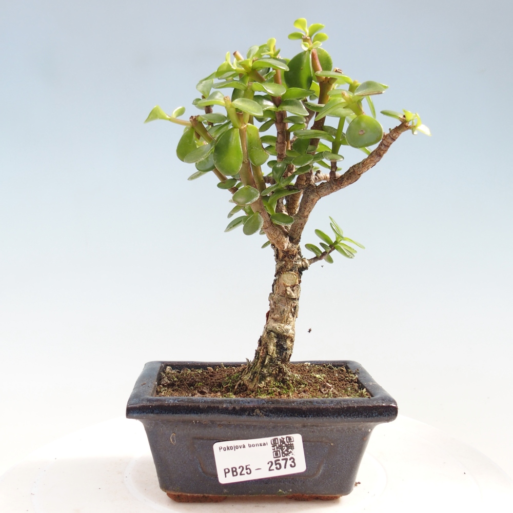 Pokojová bonsai - Portulakaria Afra - Tlustice
