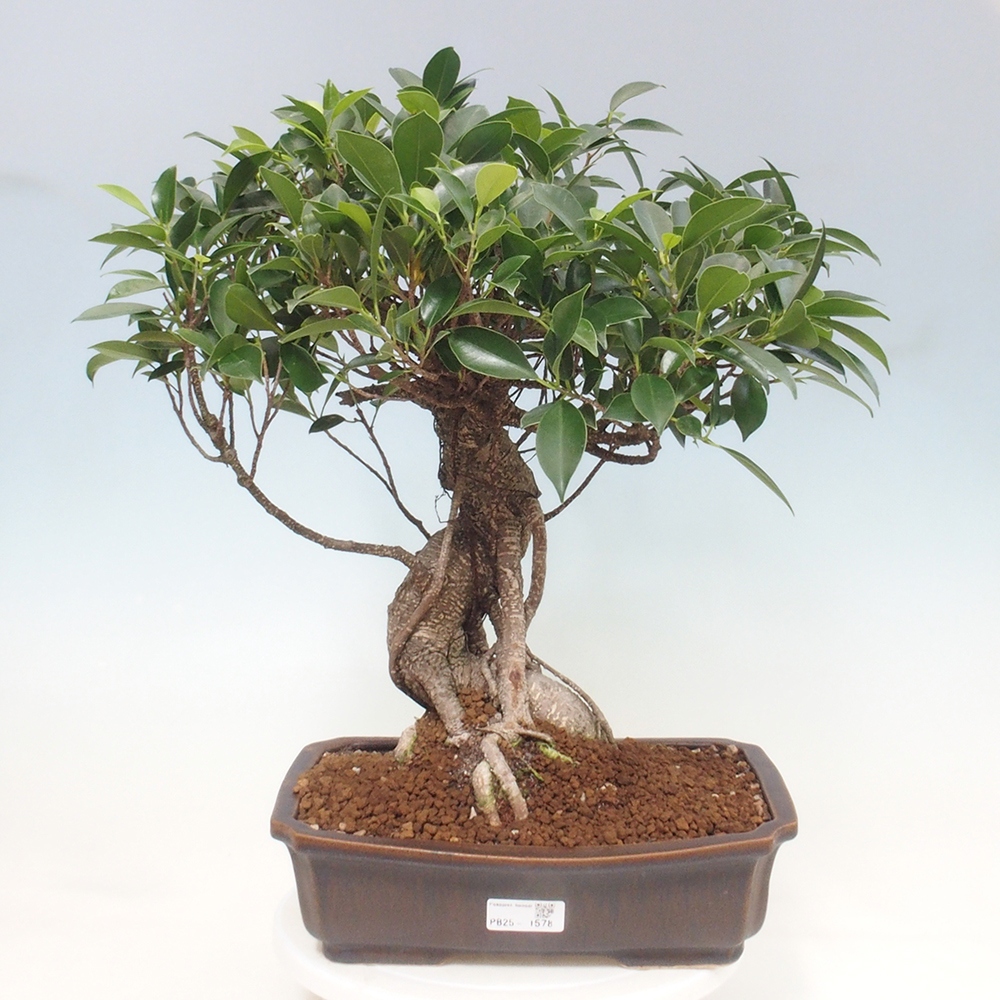 Pokojová bonsai - Ficus kimmen -  malolistý fíkus