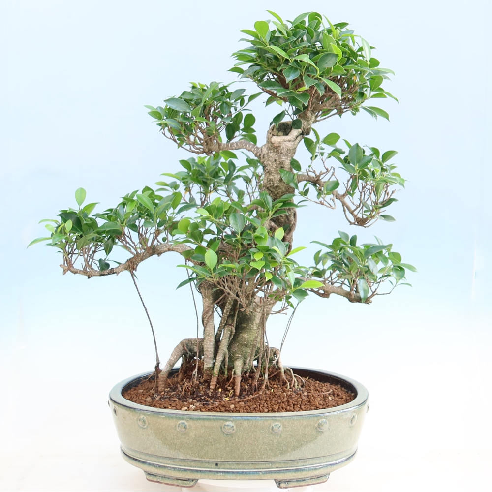 Pokojová bonsai - Ficus kimmen -  malolistý fíkus