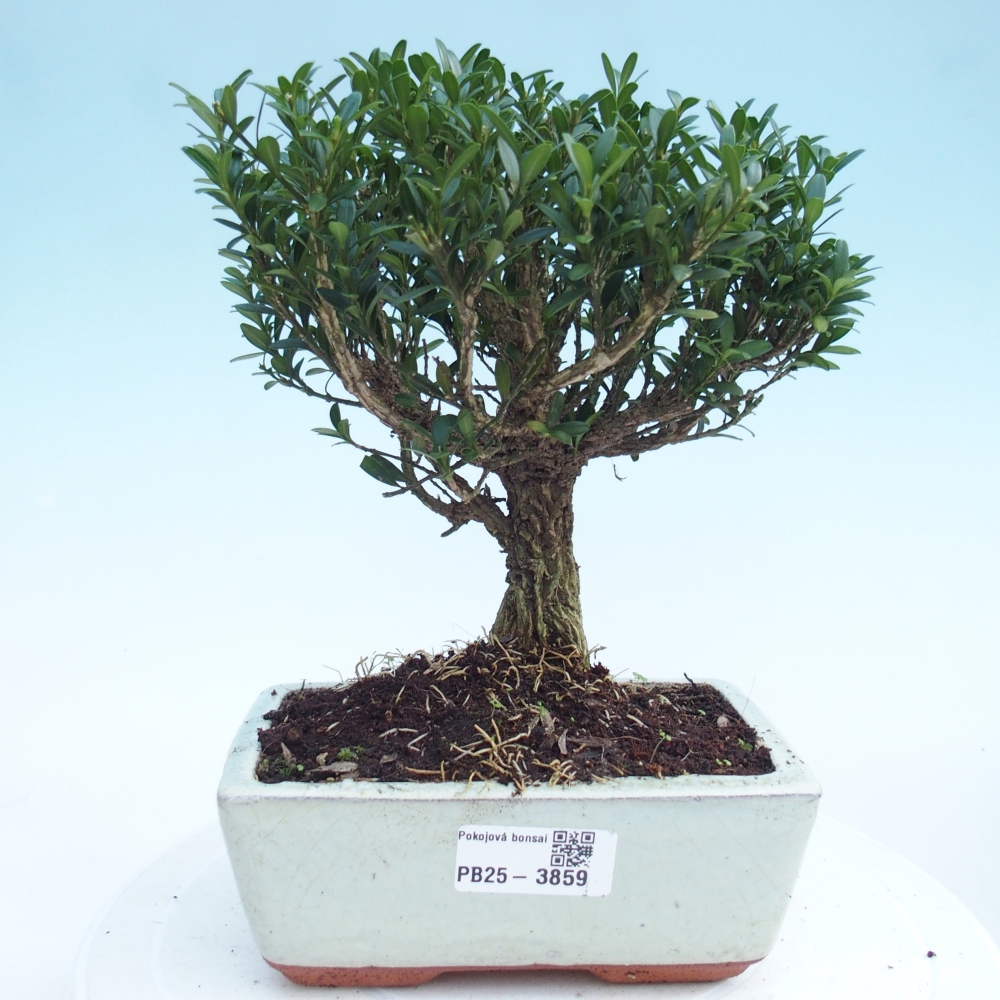 Pokojová bonsai - Buxus harlandii -korkový buxus