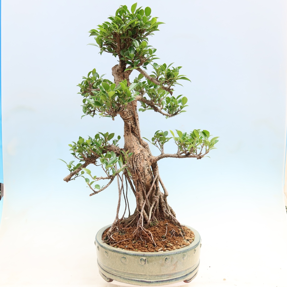 Pokojová bonsai - Ficus kimmen -  malolistý fíkus